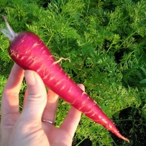 350 ATOMIC RED CARROT SEEDS FRESH HARVEST FOR GARDEN