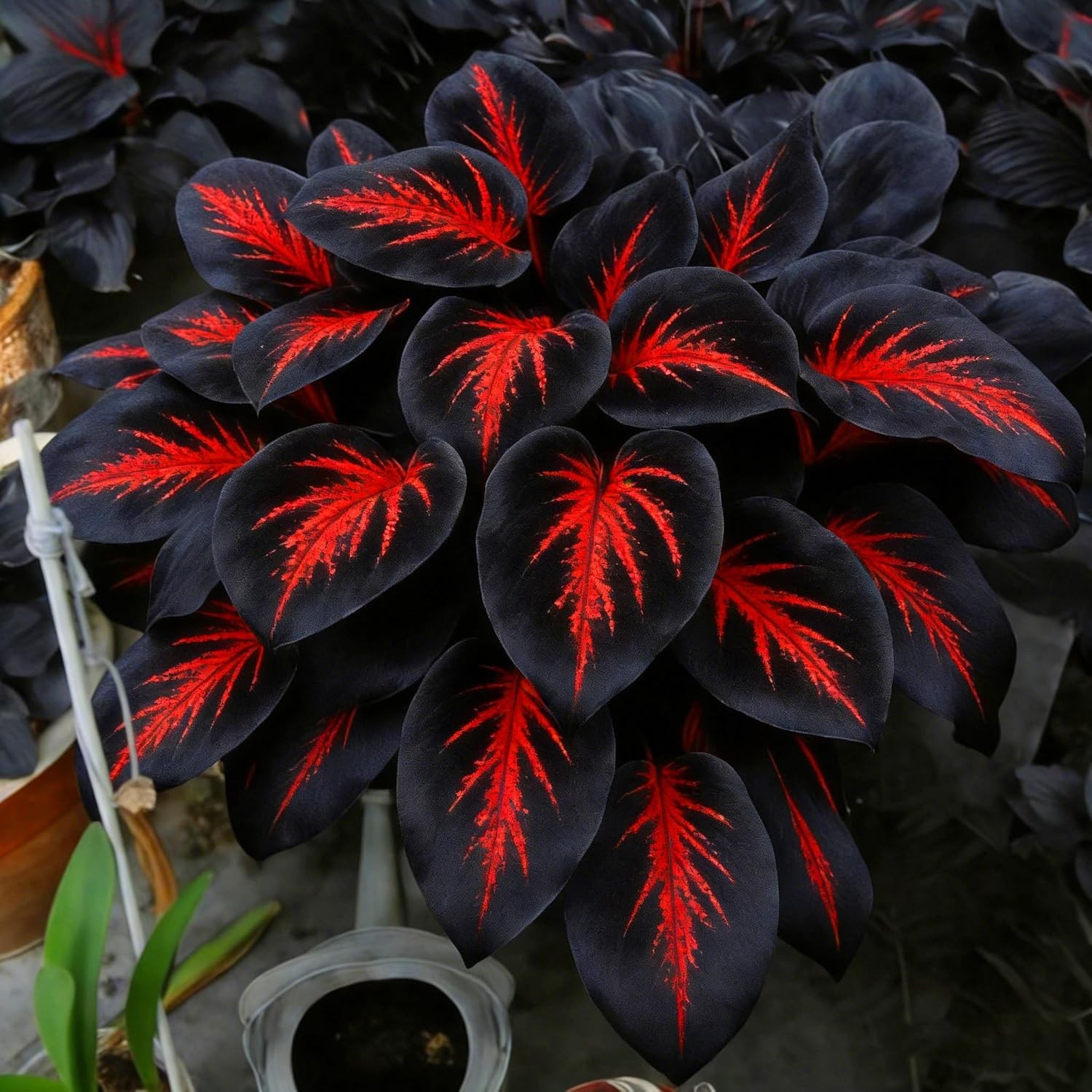 Hosta Seeds Red for Planting, 210+pcs Rare Hosta Flower Seeds Red and Black Pere
