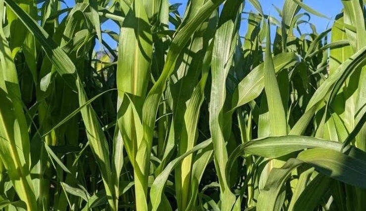 Sorghum Sudangrass Seed – Fast Growing Forage & Cover Crop, Drought Tolerant