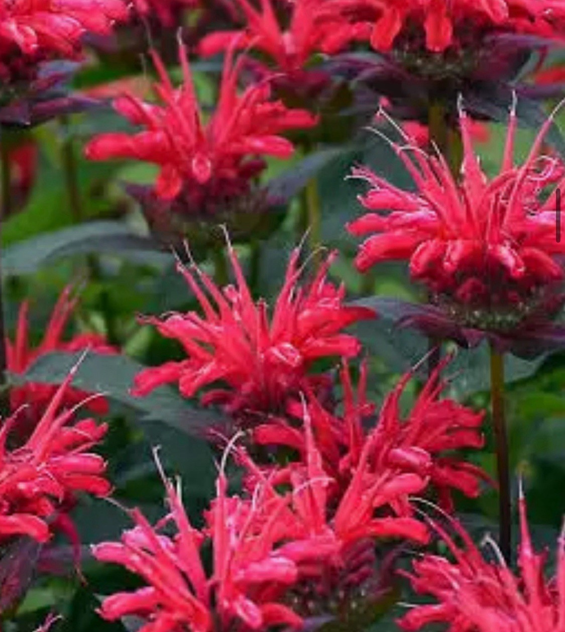 CRIMSON RED BEE BALM – 1 GAL -BUY ONE GET ONE FREE – MONARDA DIDYMA / ORGANIC