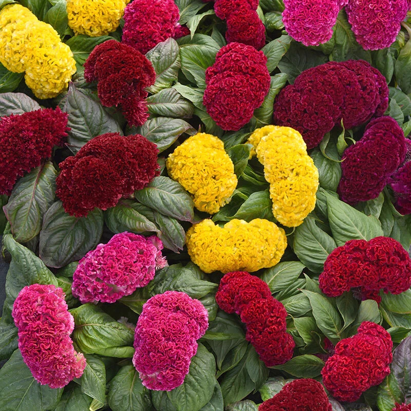 190 SEEDS – celosia CRESTED MIX cockscomb – GroCo* USA – BUY ANY 15-SHIPS FREE