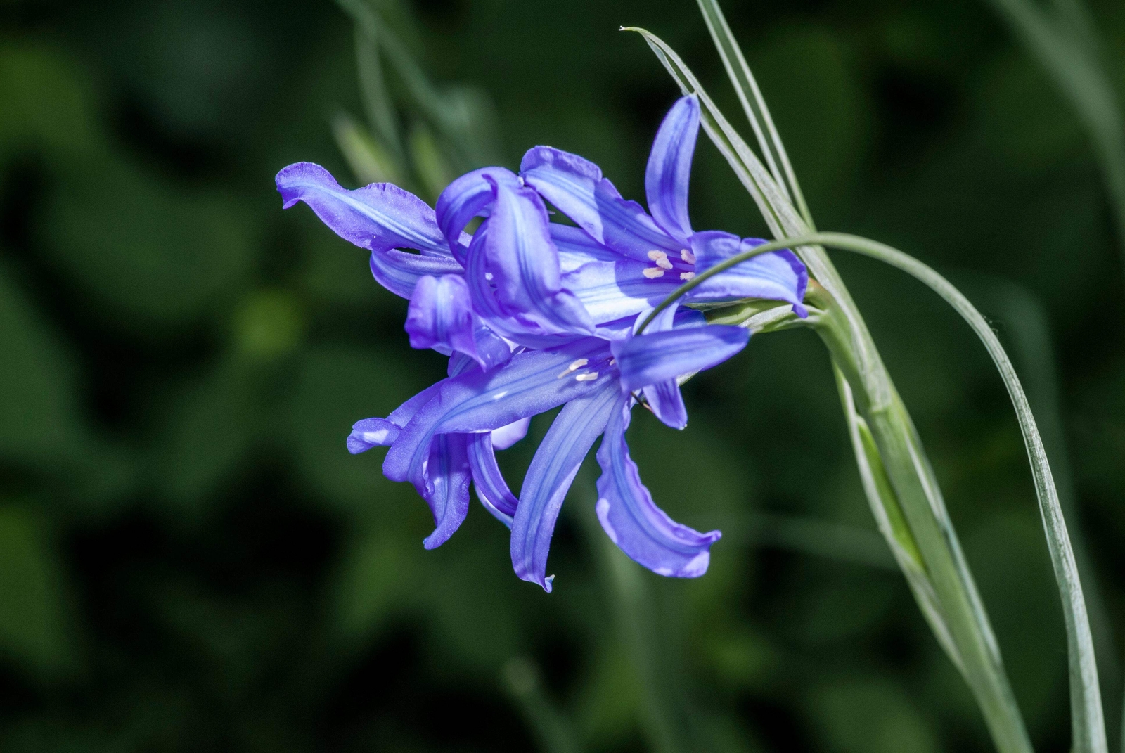 10 BLUE SIBERIAN LILY Mountain Ixia Altai Ixiolirion Tataricum Flower Seeds