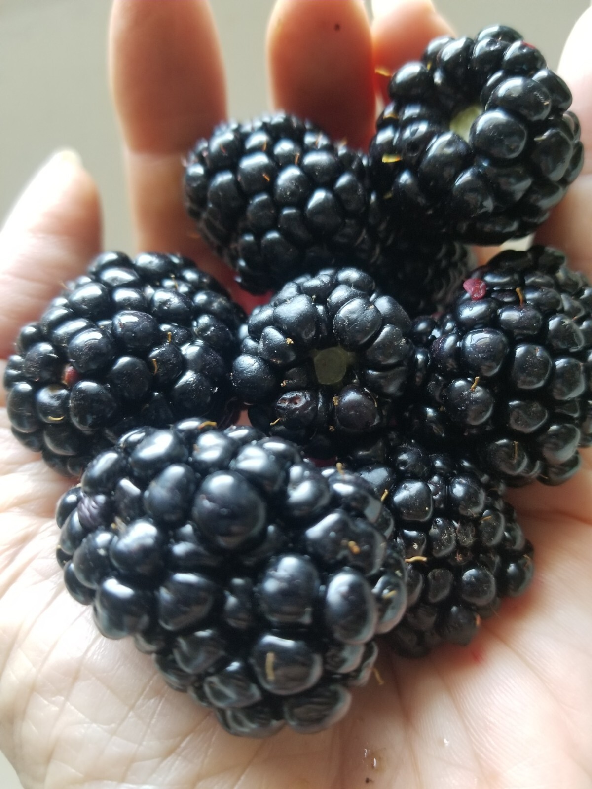 Thornless Blackberry Seeds 15 Triple Crown+15 Chester+15 Natchez