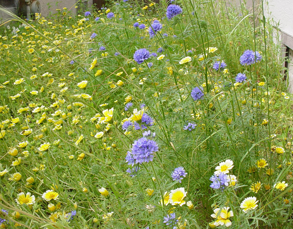 401+GLOBE GILIA THIMBLE Flower Seeds Native Southwest Wildflower Drought Heat