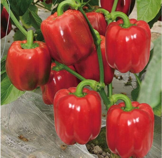 Sweet Red Bell Pepper Seeds | Non-GMO Heirloom | Fresh Garden Seeds from USA