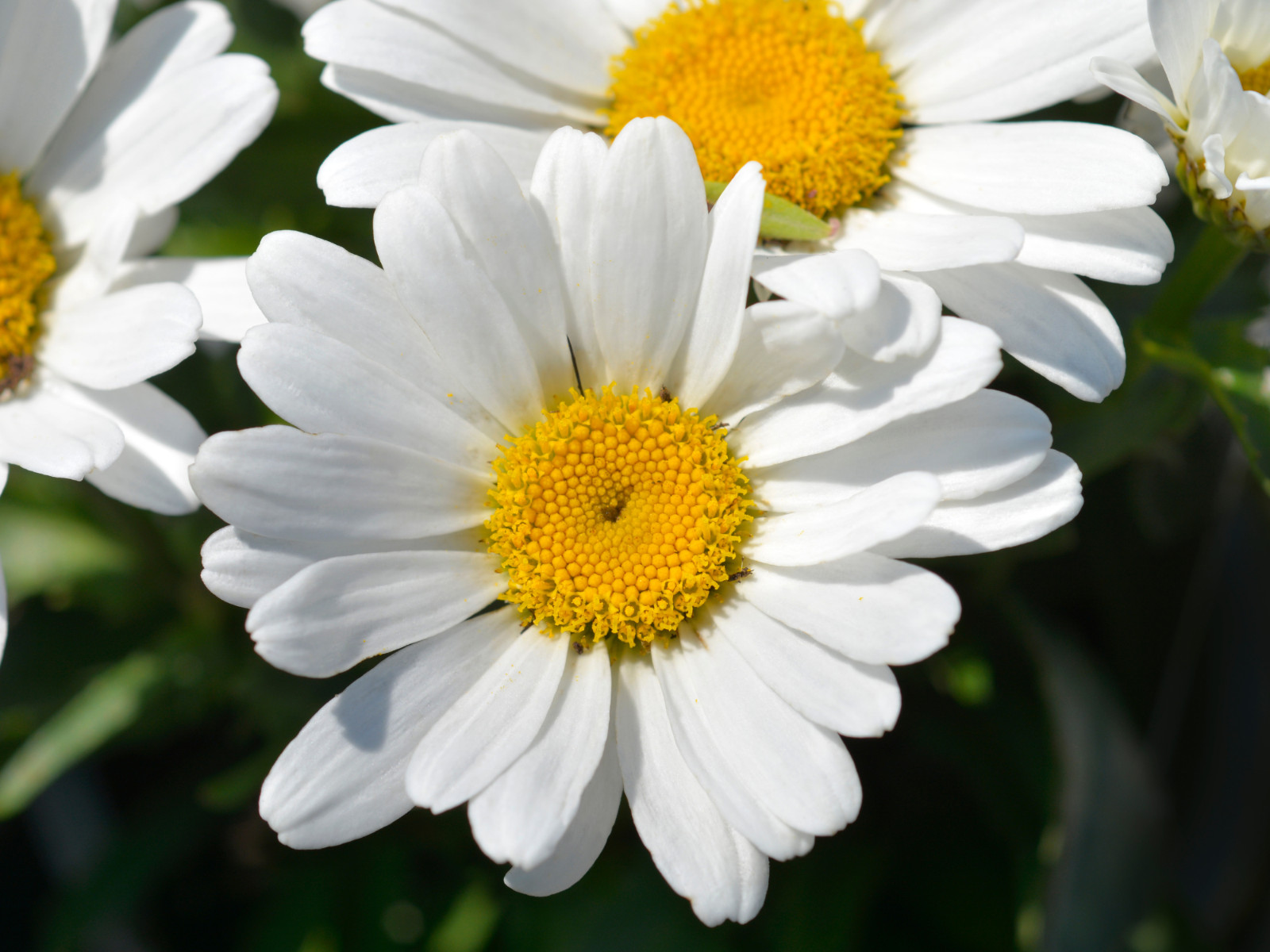 100 Seeds| Shasta Daisy Seeds #N009