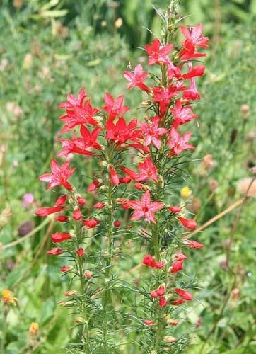 Ipomopsis rubra | Texas Plume | Scarlet Gilia | 10 Seeds
