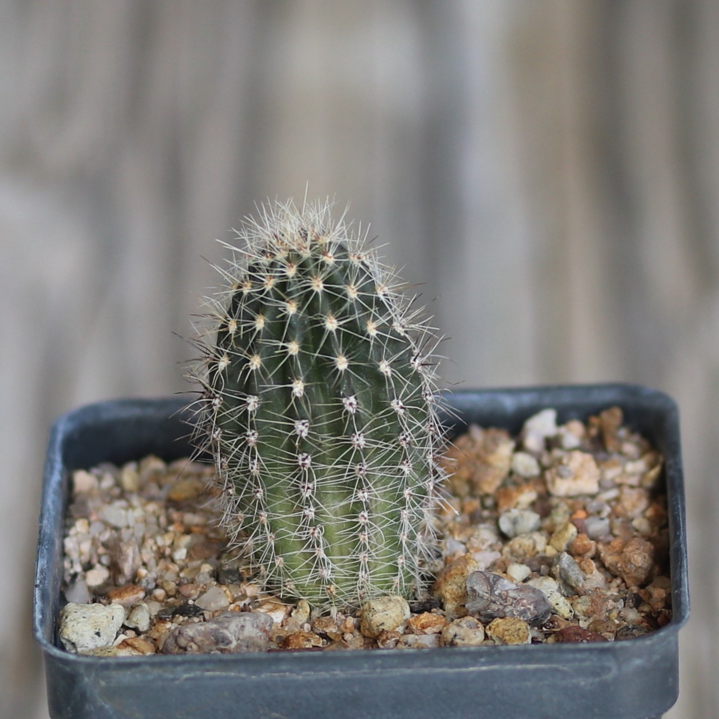 Echinopsis hybrid ‘Mike’