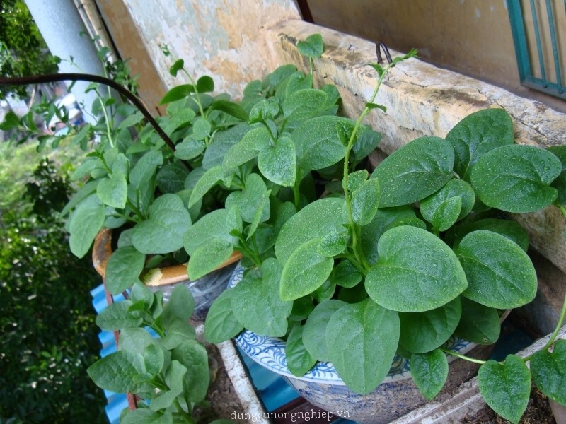 Green Malabar Spinach Seeds /Ceylon /Mồng Tơi  for 2025 season USA Seller