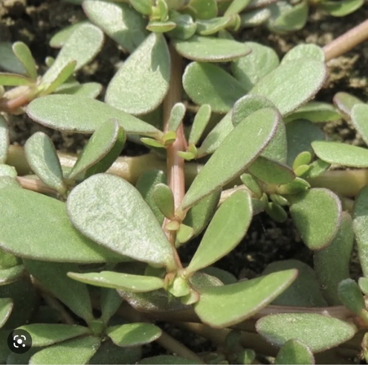 1 Pot Live Roots Plant , Portulaca Sativa Most Omega 3 Of Any Leafy (Rau Sam )