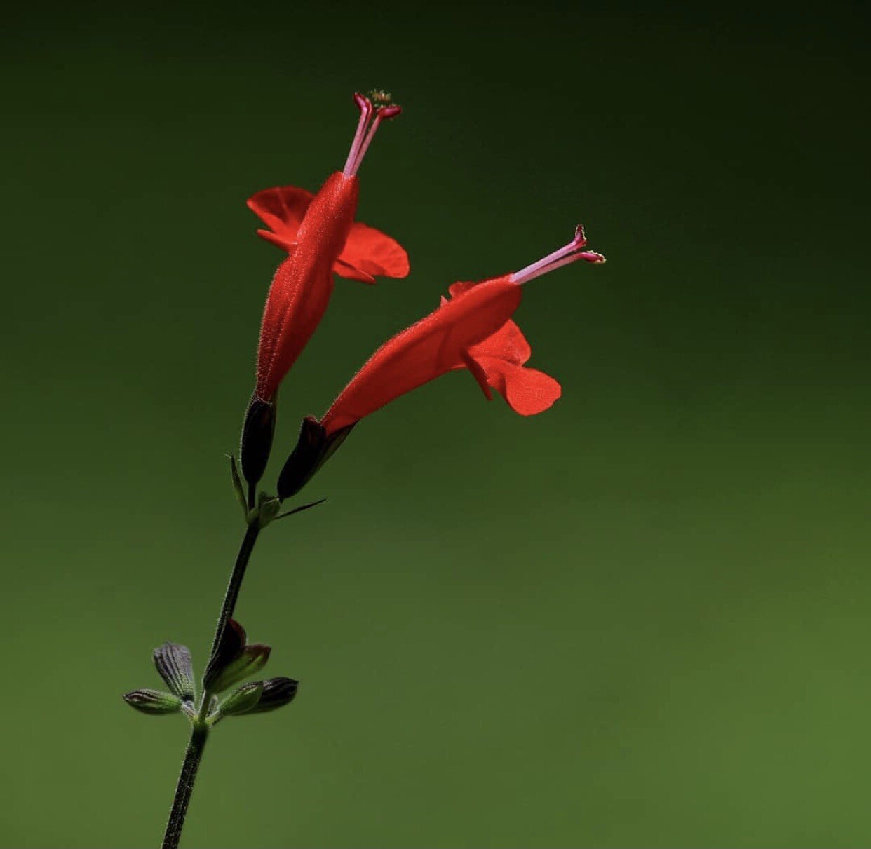 Texas Lady In Red Sage Salvia Coccinea 50 Seeds Bees Hummingbirds Butterflies