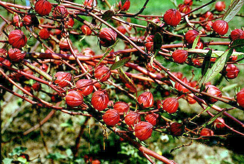 Hibiscus sabdariffa Jamaican Red Sorrell 10 seeds