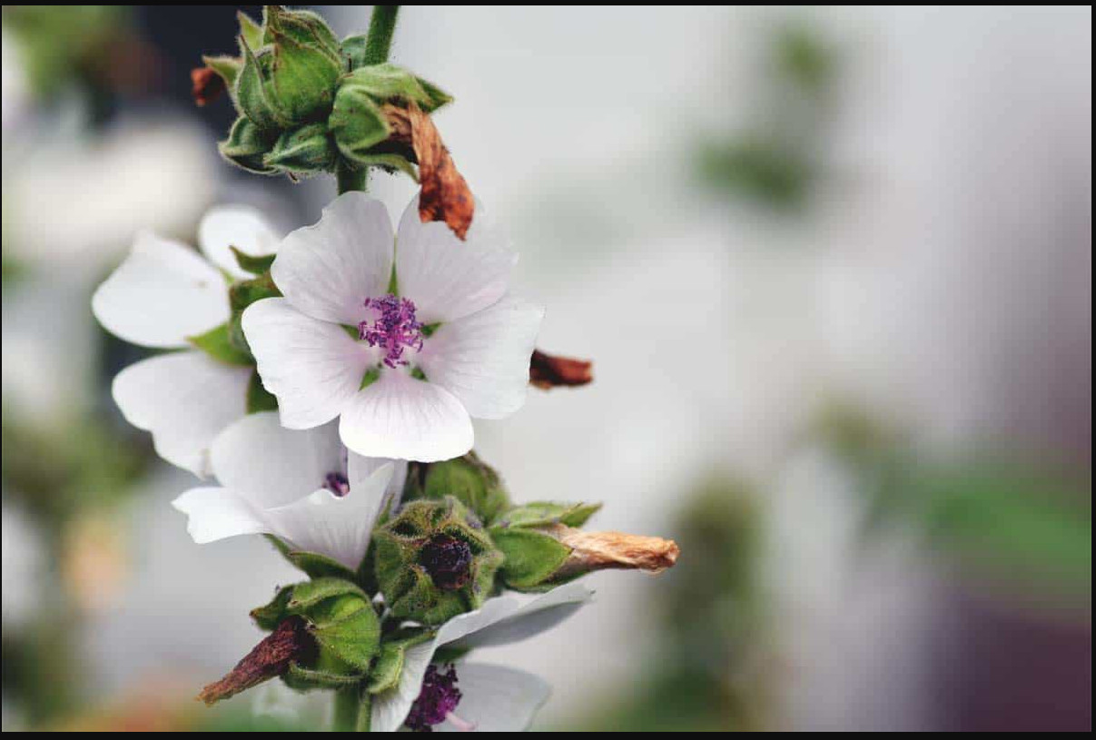 30 seeds| Marshmallow Flower seeds #6002