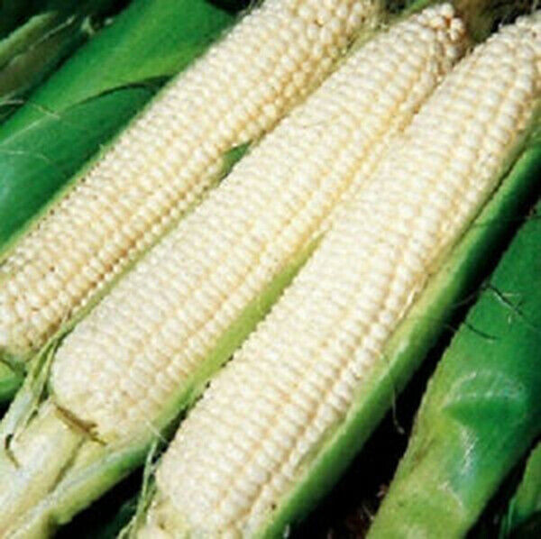 SCARBOROUGH SEEDS 25 SEEDS WHITE CORN (SILVER KING) HYBRID NON-GMO USA