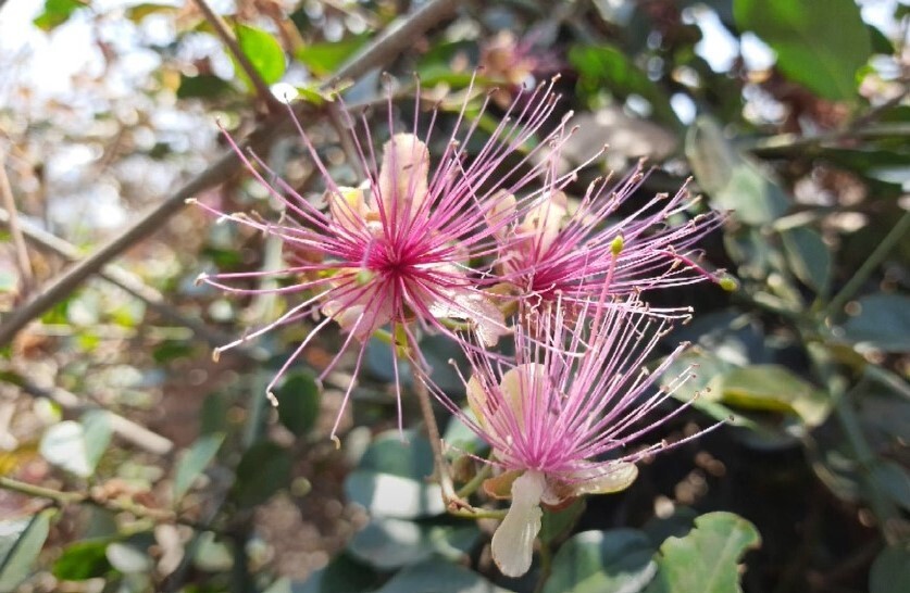 Capparis Zeylanica 10 Seeds, Edible Indian Ceylon Caper Climbing Shrub