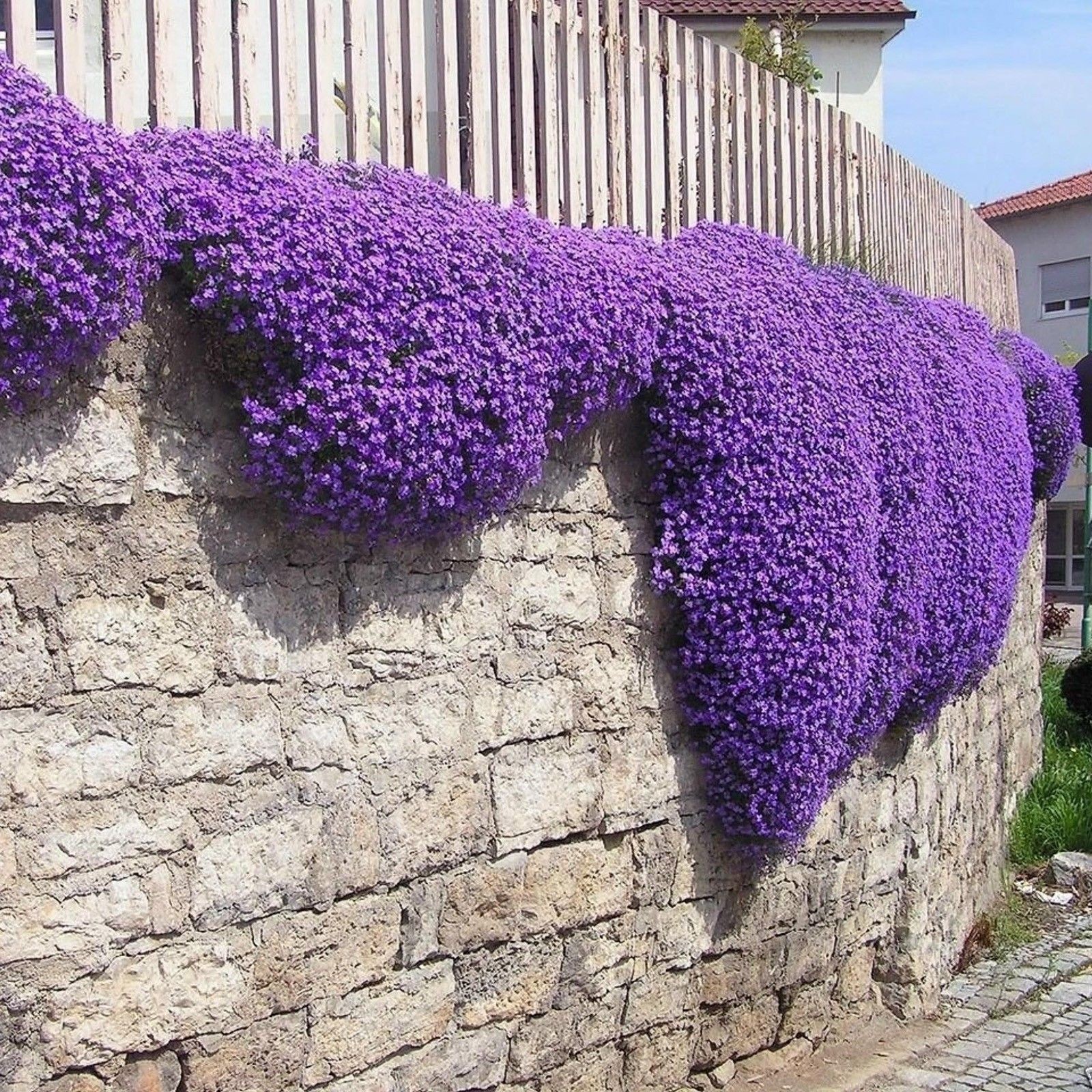 Thymus Serpyllum Purple Creeping Thyme. 2000 Seeds. Free Shipping!