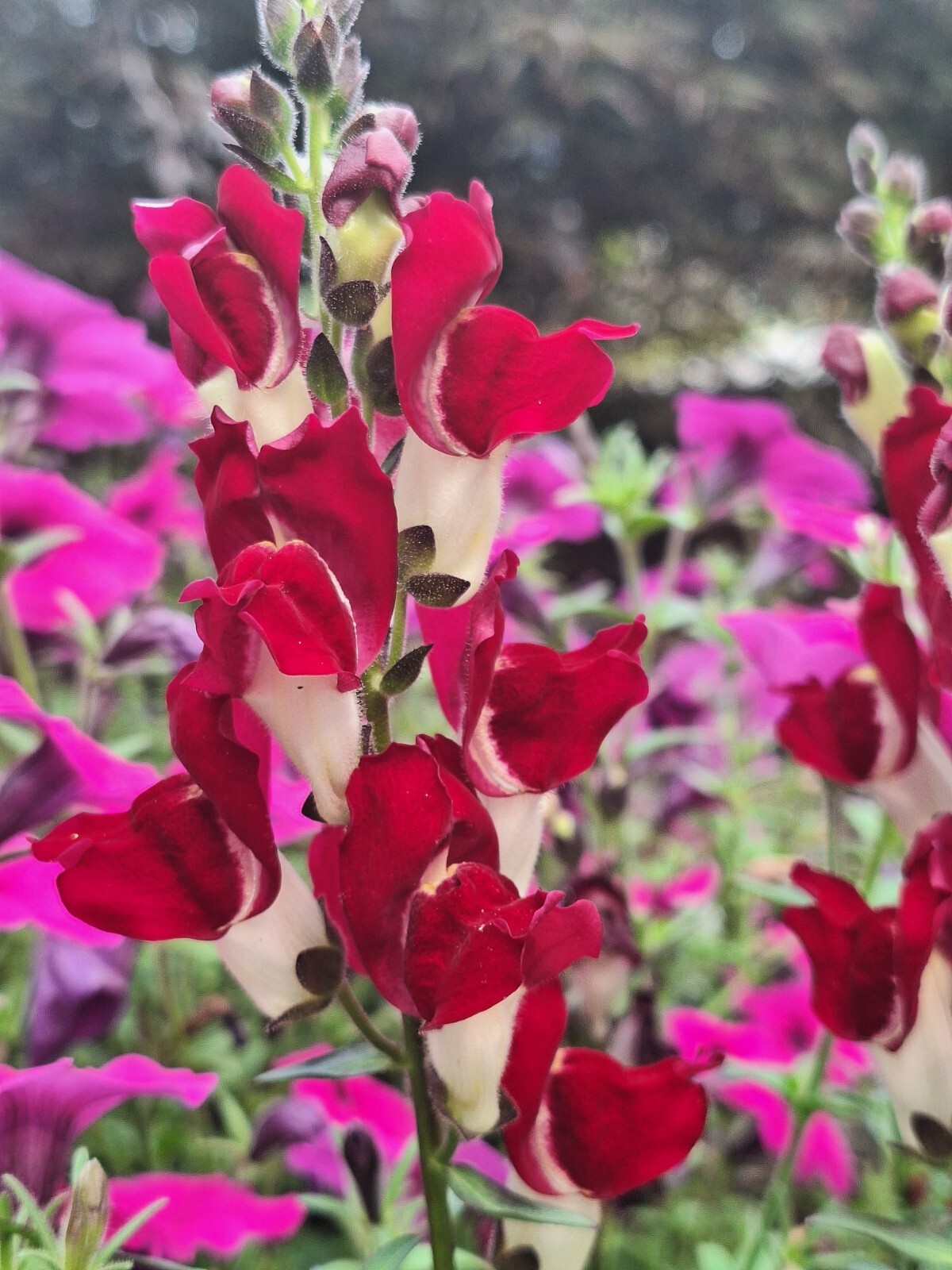 SNAPDRAGON NIGHT AND DAY 200 SEEDS DEEP-RED WITH A WHITE THROAT.