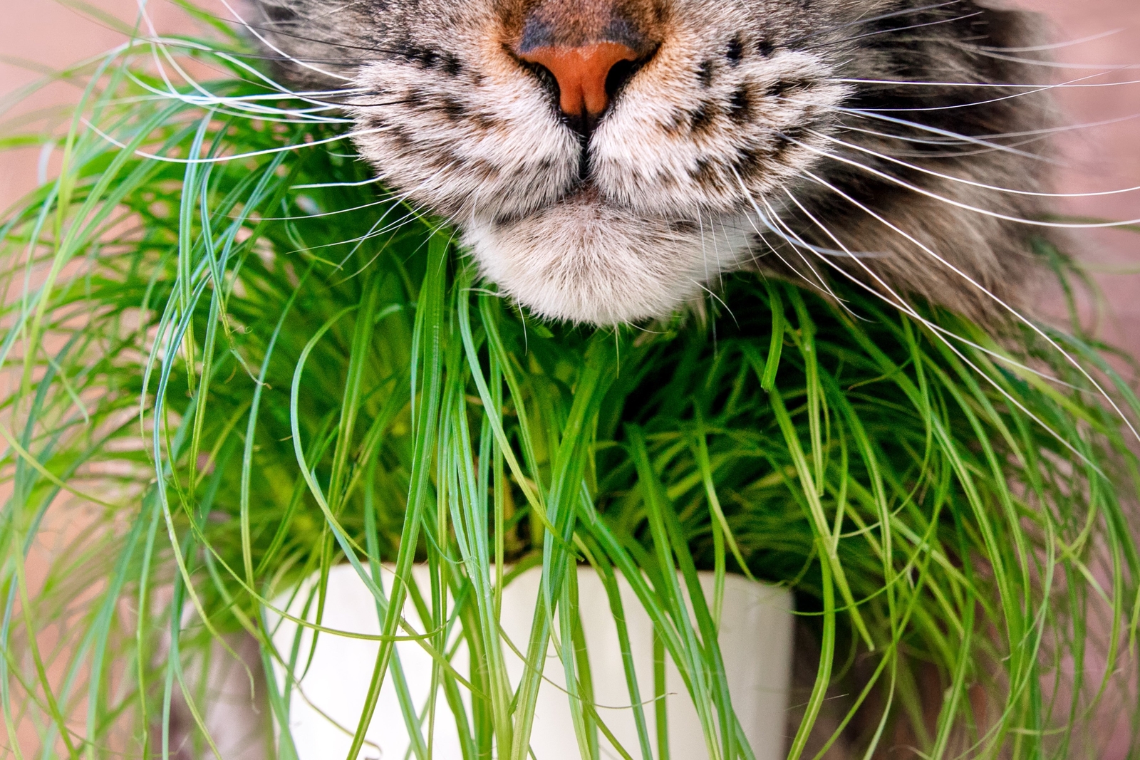 500 Organic CAT GRASS WHEAT Grass Pet Grass Wheatgrass Triticum Aestivum Seeds
