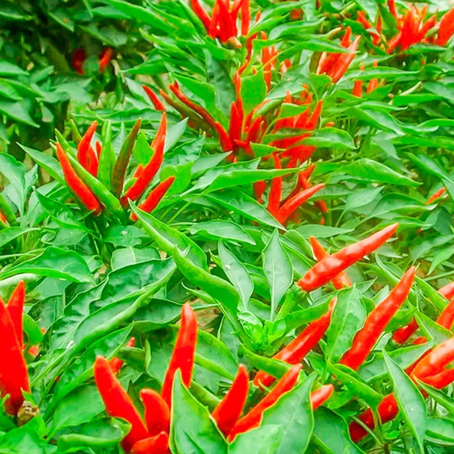 THAI HOT PEPPER Bird CHILI SEEDS 50+ VERY FRESH Non-GMO Capsicum frutescens FAST