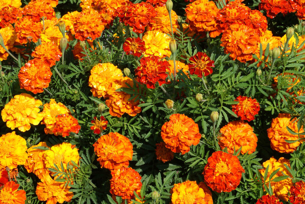 French Marigold SPARKY MIX Red Orange Yellow Dwarf Non-GMO Beneficial 300 Seeds!