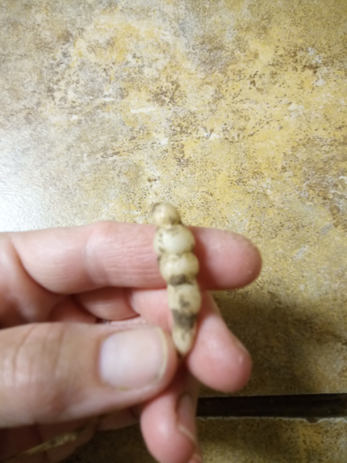 15 Florida Betony (Stachys floridana) Root Tubers- Freshly Dug & Ready To Plant