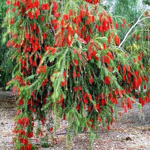 50 WEEPING BOTTLEBRUSH Flower Tree Seeds Garden Plant (Callistemon viminalis)