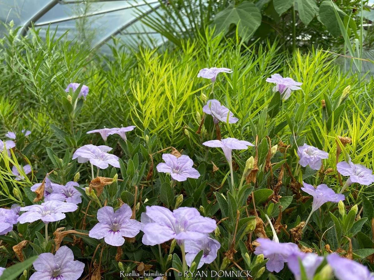 BULK SEEDS!…Ruellia humilis…Lavender & Pink Wild Petunia…QTY/bag=250