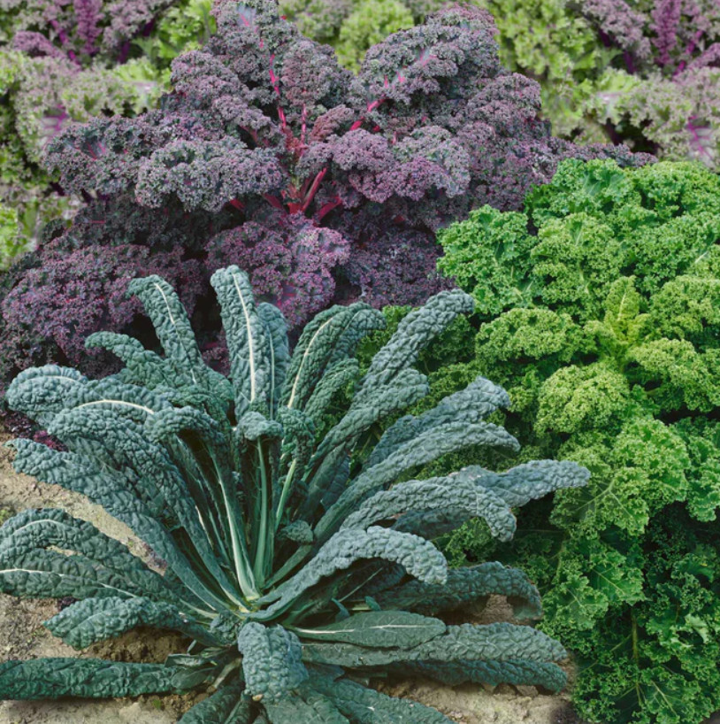 KALE GARDEN BLEND 4 Types Heirloom MicroGreens Saute Healthy Non-GMO 200 Seeds!