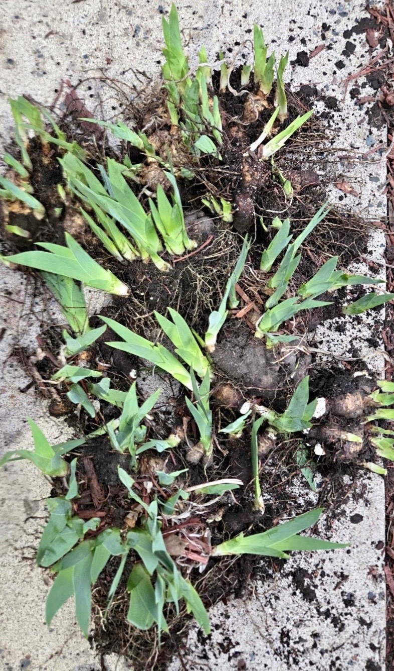 Tall Bearded Iris Reblooming Victoria Freshly Dug 1 Rhizomes
