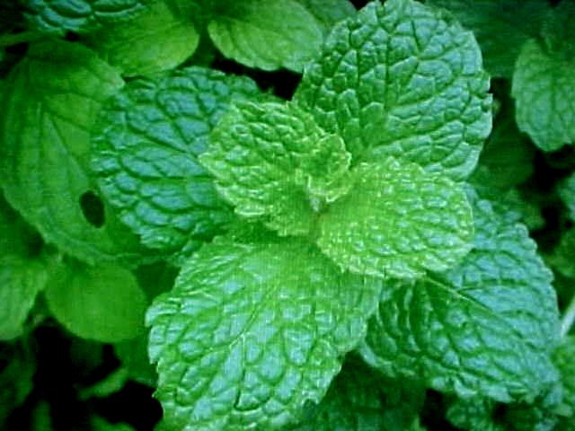 LEMON MINT HERB FLOWER SEEDS EDIBLE FOLIAGE LEMON SCENT GREAT FOR ALL GARDENS :)