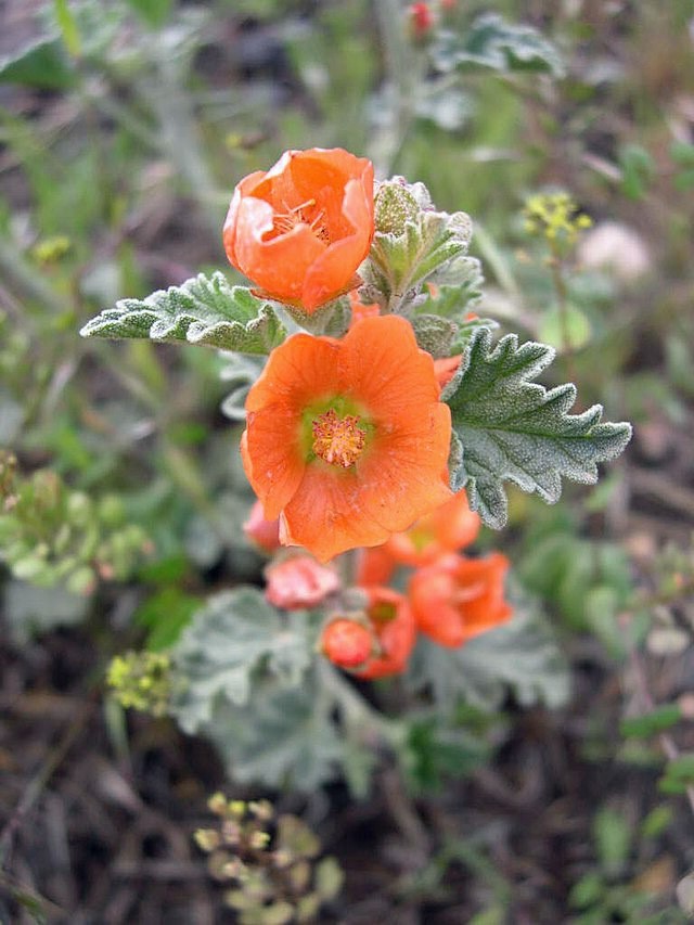 Sphaeralcea munroana | Munro’s Globemallow | 20 Seeds