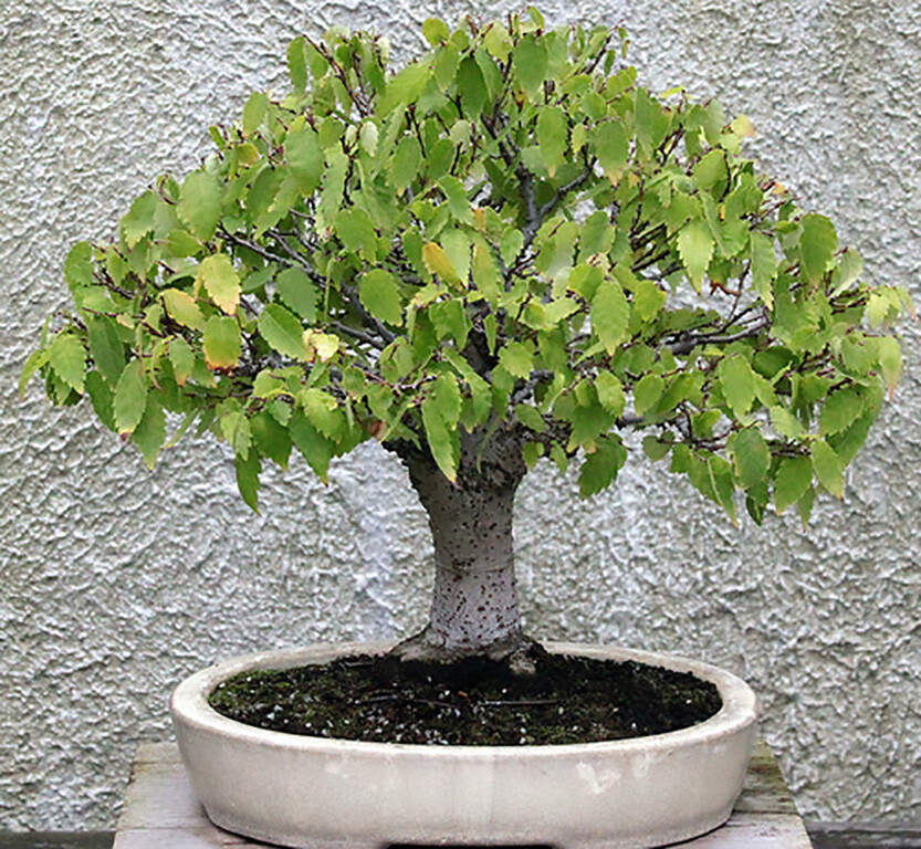 Japanese Zelkova, Zelkova serrata, Tree Seeds (Fast, Hardy, Fall Colors)