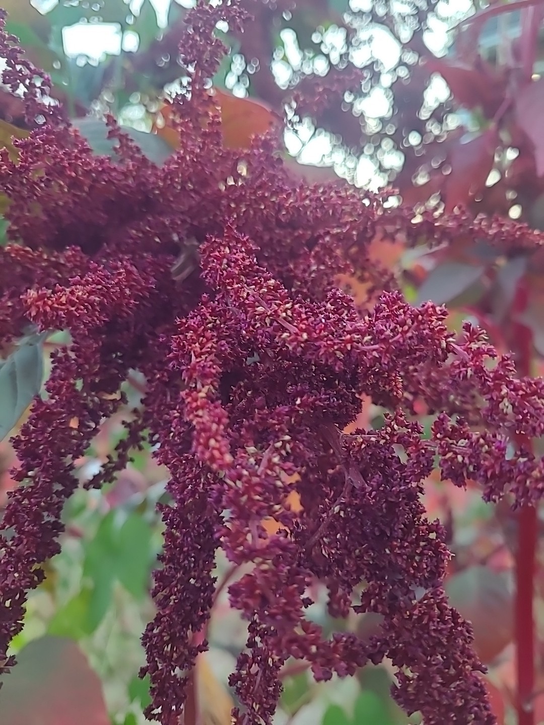 Amaranth Hopi Red No Pesticides or Chemicals. 30000 Seeds +/- Non GMO