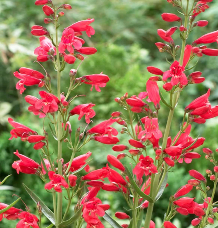 Penstemon EATON’S Red Hummingbird Perennial Beardtongue USA Non-GMO 100 Seeds!