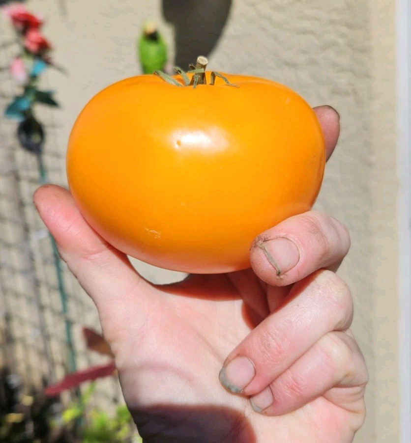 Orange Queen Tomato Seeds (30) / Organic / Florida Grown / Super Rare