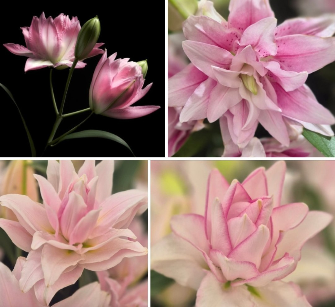 Lily Flower Bulbs 4 Rose Lilys Mixed Flowers Roselily Butterfly Garden Plants