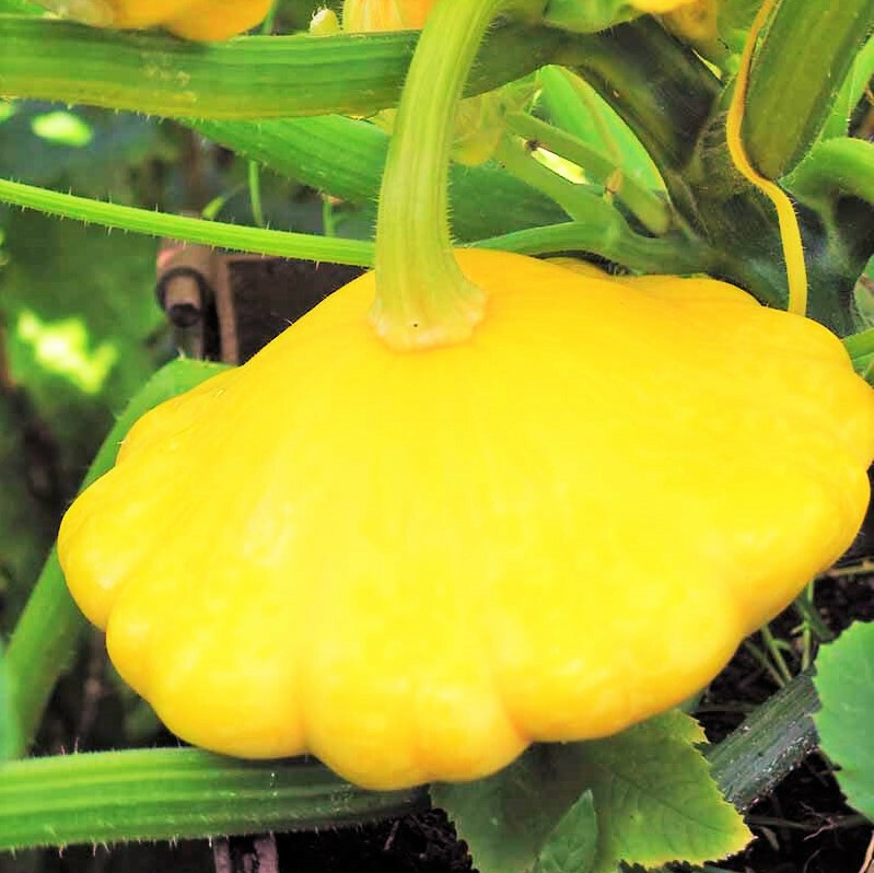Sunburst Yellow Patty Pan Seeds | Bush Scallop Squash Golden Scallopini 2024