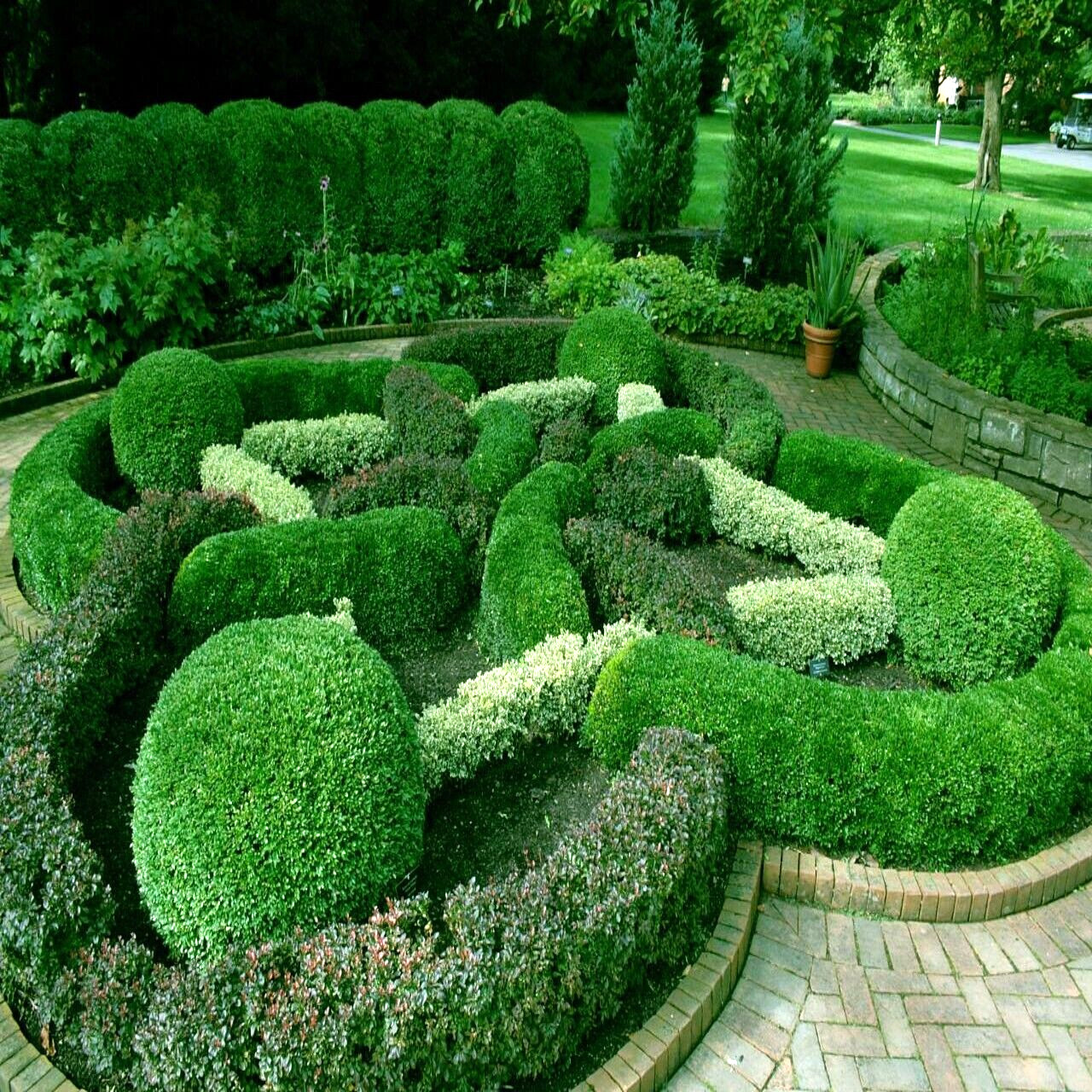 Common English Boxwood Tree Seeds (Buxus sempervirens) Hardy Landscaping Shrub