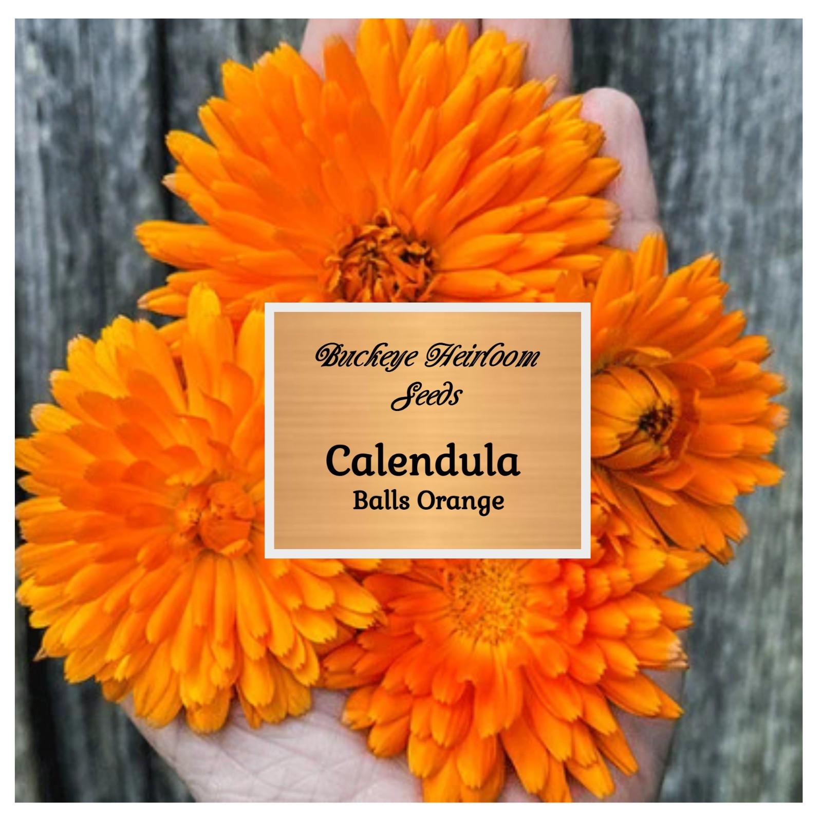 Calendula Flower Seeds – Ball’s Orange – 50 Healing Herb Seeds – Edible