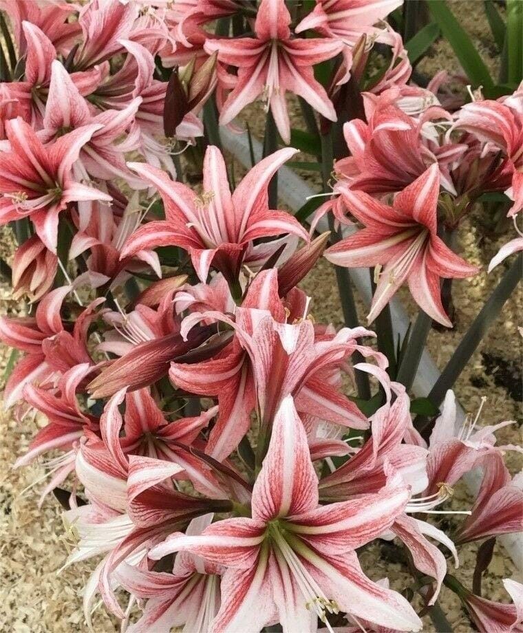 Large Cybister Amaryllis SWEET LILLIAN 22/24 centimeters – United States Seller