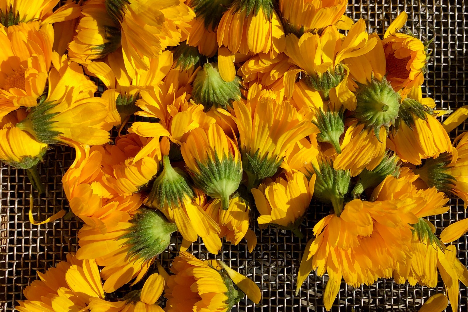 Resina Calendula Seeds – Pot Marigold, Yellow Organic Officinalis Herbal Salves