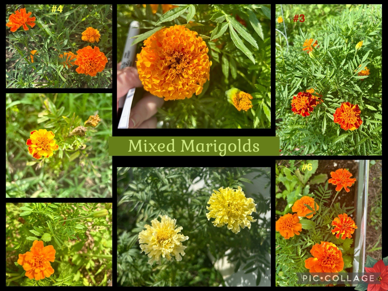 Mixed Marigold Seeds. Great Garden Companion Plant- Full Sun Flower Seed Orange