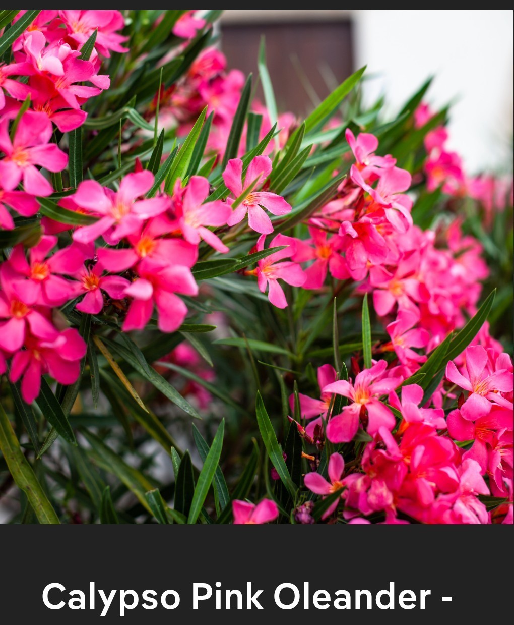 50 Hot Pink Oleander Seeds . Easy To Grow!!