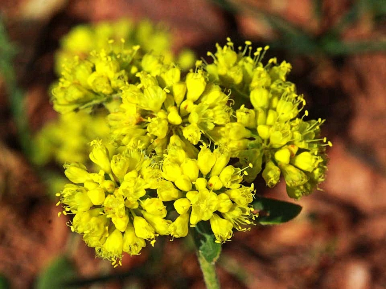 Sulphurflower BUCKWHEAT Flower Eriogonum umbellatum beautiful flower Yellow