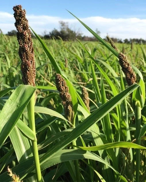 Japanese Millet Seed – 50 lb Warm-Season Forage, Wildlife & Food Plot