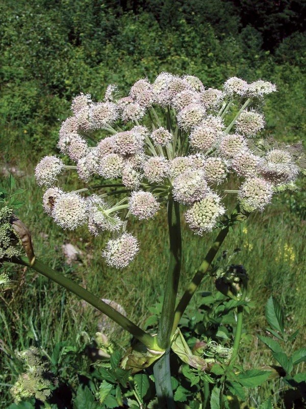 Common, Cumin 250 – 1 Oz Seeds for planting grow your own kitchen herbs! spice
