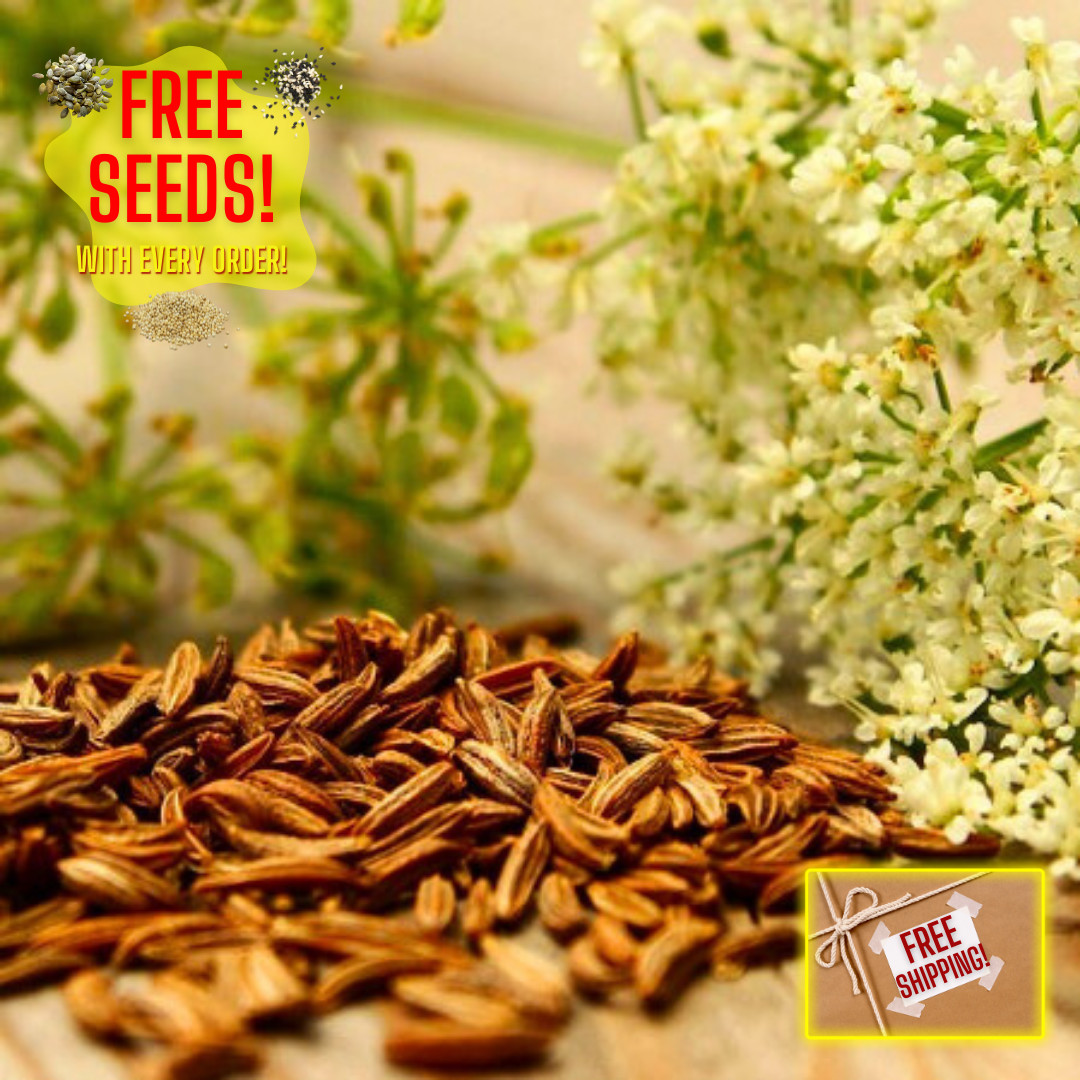 Fresh Cumin Seeds | Heirloom Non-GMO | Fresh Herb Seeds