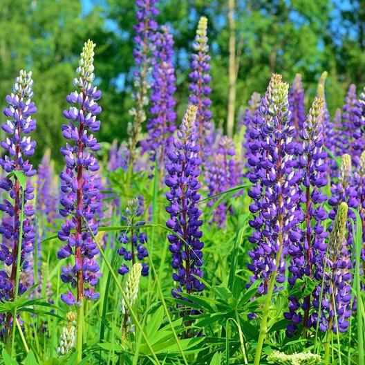 Lupine WILD PERENNIAL Hummingbird & Bee Favorite Heirloom Pure Non-GMO 50 Seeds!