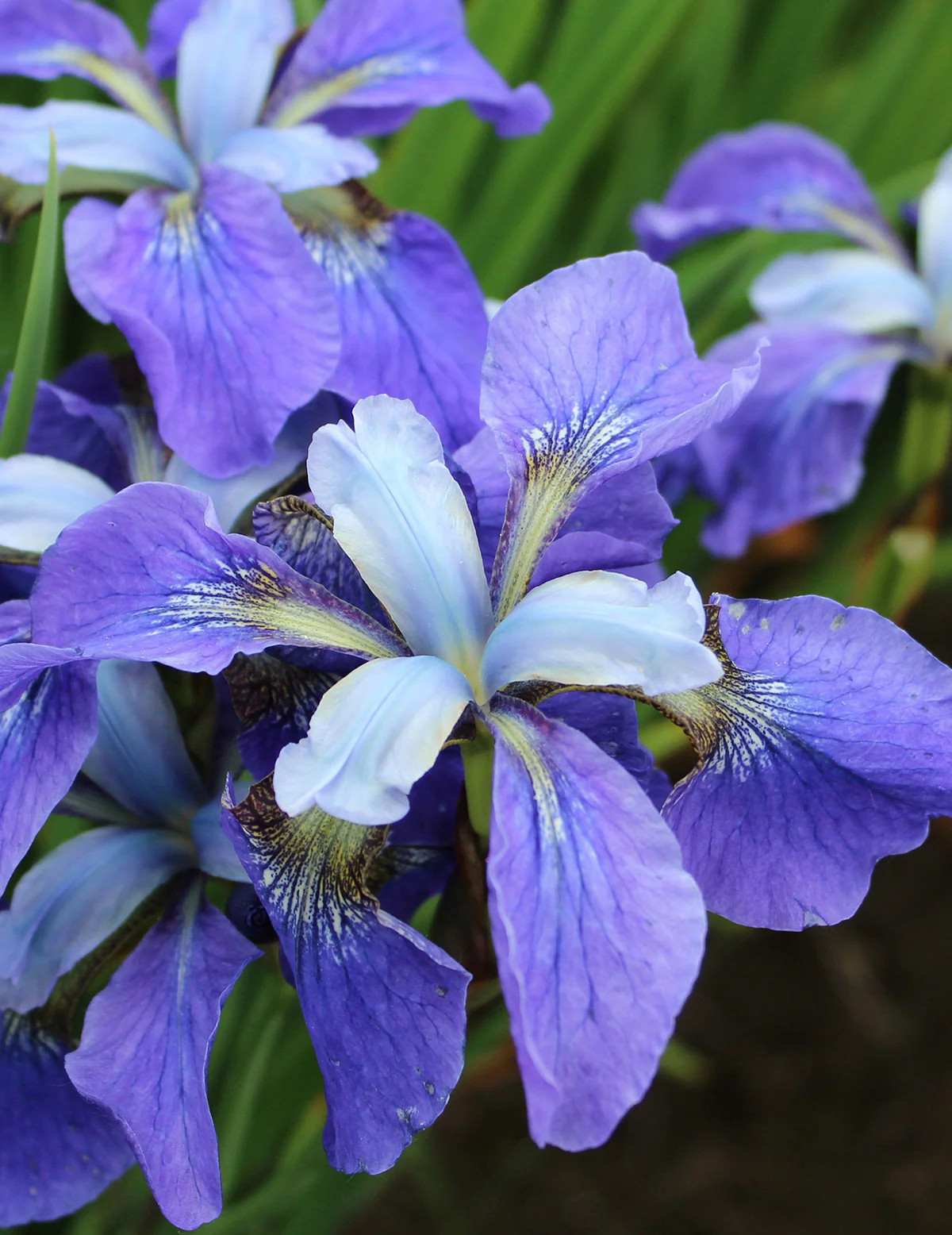 Painted Desert Siberian Iris – 3 root divisions