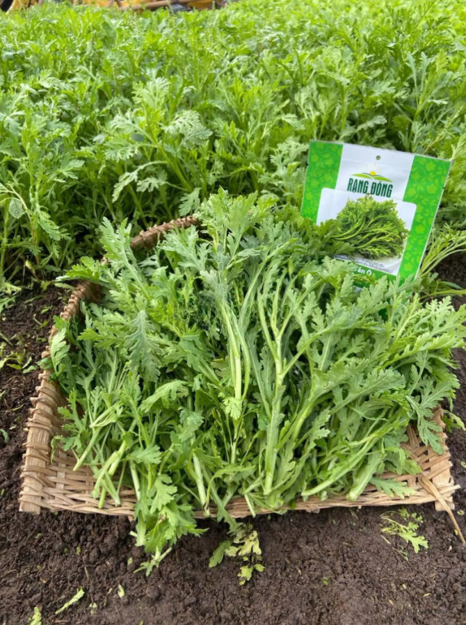 20g Chrysanthemum Greens Seeds – Asian Vegetable – Tan O Leafy Green